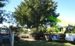 The Worx Paving & Landscaping Tree Lopping